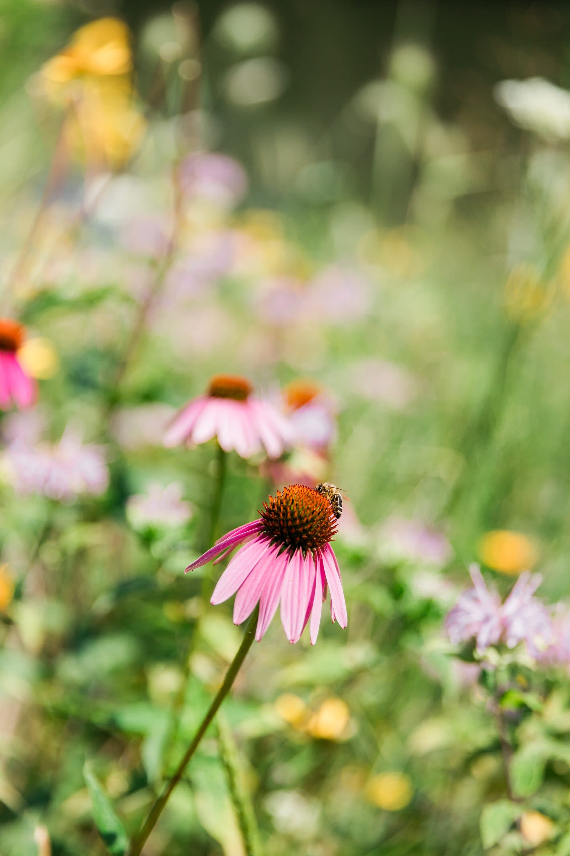 Native wildflowers at Horner Park Natural Area