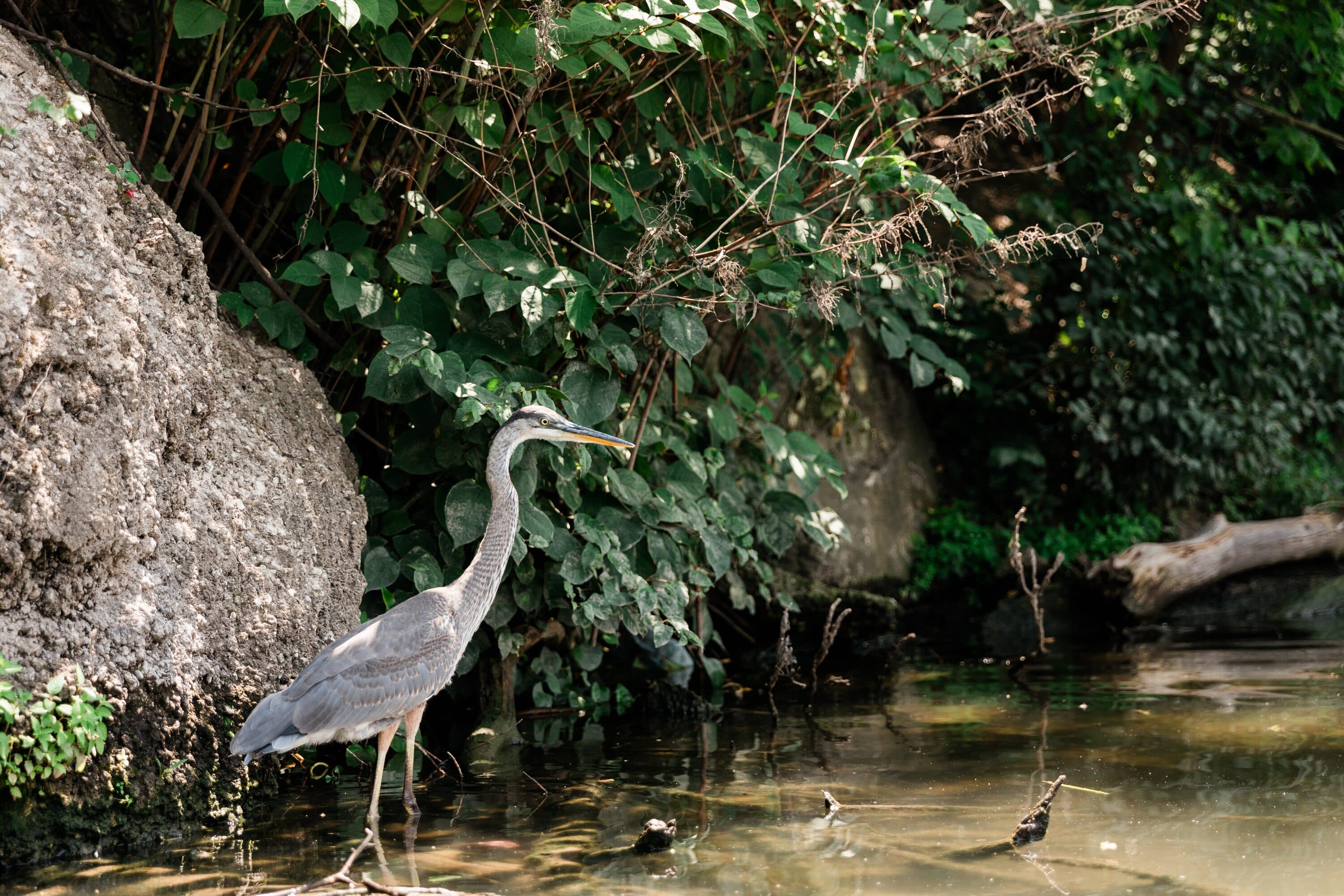A juvenile black-crowned night heron on the riverbank